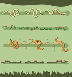 Obr. 1 Základní techniky pohybu hadů